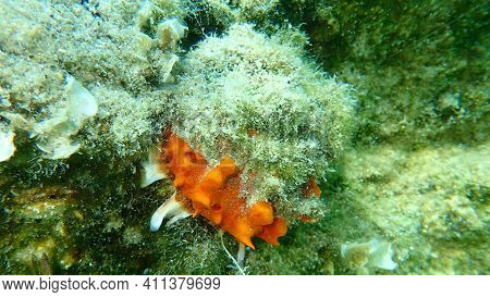 European Thorny Oyster (spondylus Gaederopus) Coveded By Oyster Sponge Or Orange-red Encrusting Spon