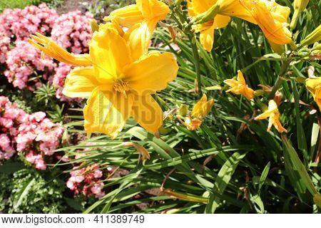 Flowering Day-lily Flowers (hemerocallis Flower), Closeup In The Sunny Day. Hemerocallis Fulva. The 