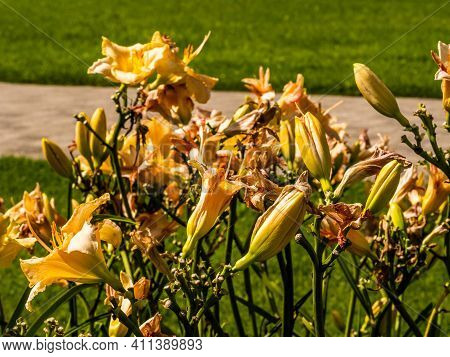 Flowering Day-lily Flowers (hemerocallis Flower), Closeup In The Sunny Day. Hemerocallis Fulva. The 