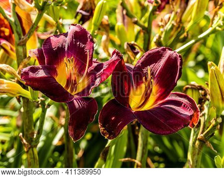 Flowering Day-lily Flowers (hemerocallis Flower), Closeup In The Sunny Day. Hemerocallis Fulva. The 