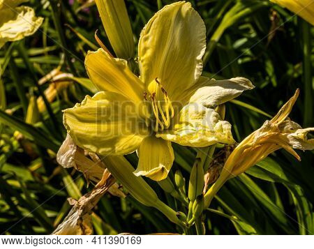 Flowering Day-lily Flowers (hemerocallis Flower), Closeup In The Sunny Day. Hemerocallis Fulva. The 