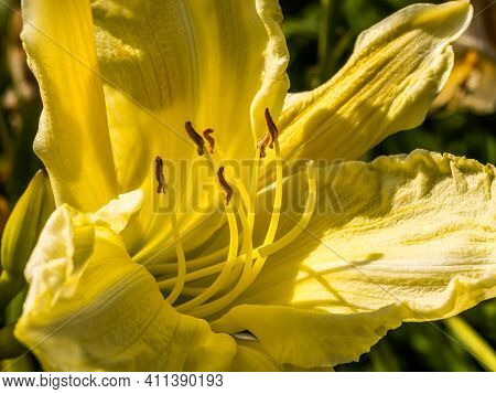 Flowering Day-lily Flowers (hemerocallis Flower), Closeup In The Sunny Day. Hemerocallis Fulva. The 