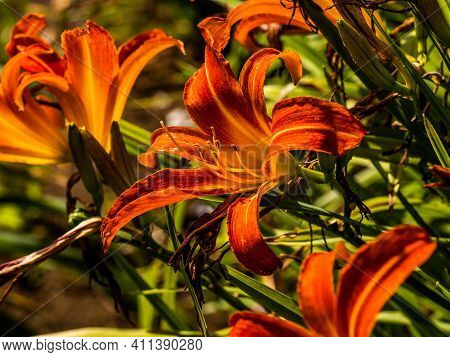 Flowering Day-lily Flowers (hemerocallis Flower), Closeup In The Sunny Day. Hemerocallis Fulva. The 