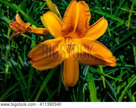 Flowering Day-lily Flowers (hemerocallis Flower), Closeup In The Sunny Day. Hemerocallis Fulva. The 