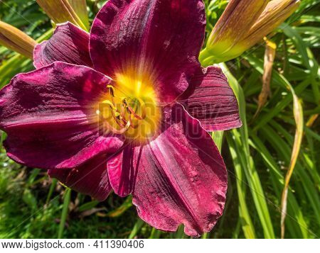 Flowering Day-lily Flowers (hemerocallis Flower), Closeup In The Sunny Day. Hemerocallis Fulva. The 