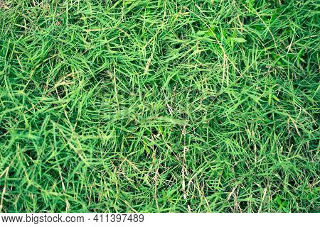Abstract Natural Background. Collection With Different Colour Tones Of Green Grass, Copy Space. Summ