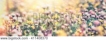 Selective And Soft Focus On Clower Flower And Yellow Flower, Beautiful Nature In Spring