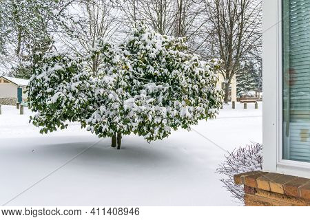 Snow Covers A Trie In A Front Yard In Burien, Washington.