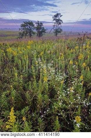 Gldenrod (soldago) Grows In Profusion In Morning Light At Springbrook Prairie Forest Preserve In Dup