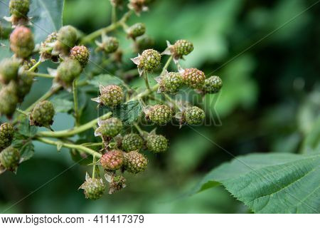 Raspberries Are Affected By The Disease. Pests And Diseases Of Raspberries. Fungus, Gray Rot, Anthra