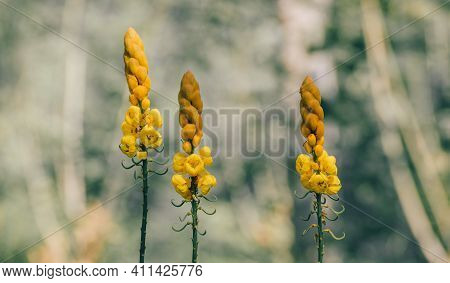 Senna Alata Is A Medicinal Tree And An Ornamental Flowering Plant Uses For Treatments Like Diabetes,