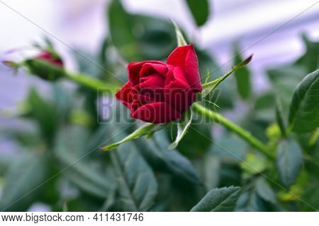 Red Rose Flower Close Up On A Bush