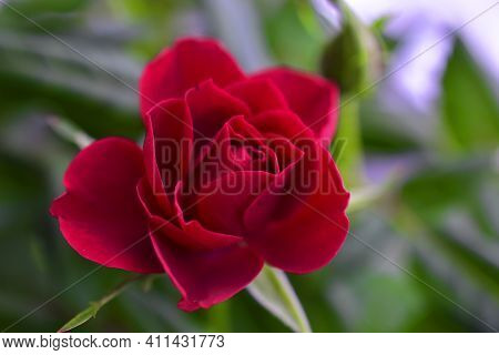Red Rose Flower Close Up On A Bush