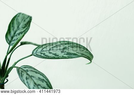 Creative Layout Of Colorful Tropical Leaves On A White Background. Minimal Summer Exotic Concept Wit