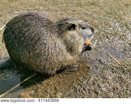 Nutria Or Myocastor Coypus, Also Known As Nutria. It Is A Large Herbivore That Lives On The Banks Of