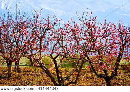 Cherry Trees With Flower Blossoms During Spring Surrounded By Rugged Mountains Taken On An Agricultu