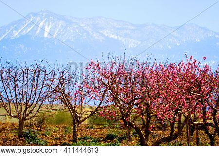 Cherry Tree Flower Blossoms On A Rural Pasture With Snow Capped Mt San Jacinto Beyond Taken At An Ag