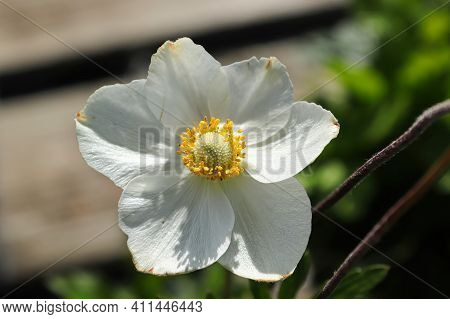 A White Snowdrop Anemone In Bloom During Summer