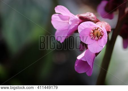 Macro View Of Bergina Trumpet Blossoms In Bloom