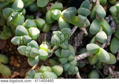 Close Up Of The Ice-plant, A Fig-marigold Family From South Africa