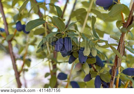 Haskap Berries Growing In A Garden. Natural Healthy Eating Idea.