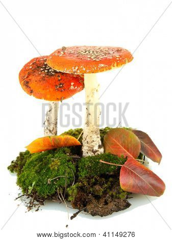 červené amanitas s mechem izolovaných na bílém