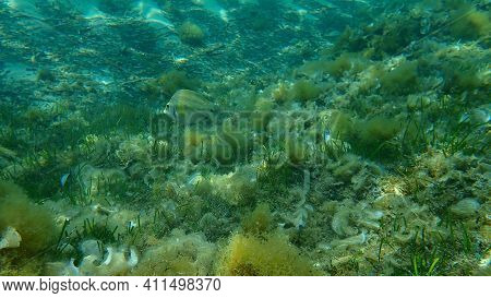 East Atlantic Peacock Wrasse (symphodus Tinca) Undersea, Mediterranean Sea, Cape Of Antibes, France