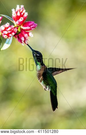 Amazilia Decora, Charming Hummingbird, Bird Feeding Sweet Nectar From Flower Pink Bloom. Hummingbird