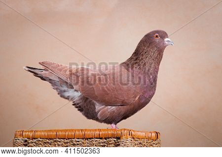 Brown Pigeon, Carno Or King, In Profile, On A Woven Basket, On A Beige Background, Indoors In The St