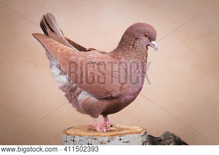 Brown Pigeon, Breed Carno Or King, Draped The Tail Bullying, Sitting On A Birch Stump, On A Beige Ba