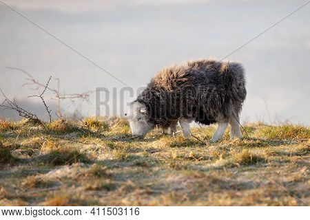 One Herdwick Black Sheep Close Up On A Frosty Sunrise Morning In A Hill Top In Hampshire England