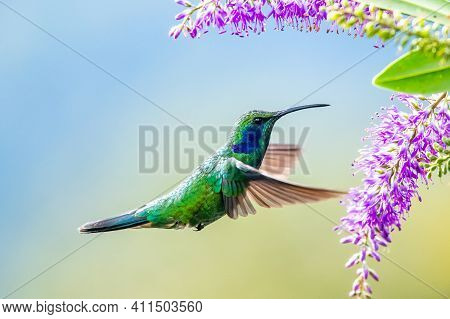 Amazilia Decora, Charming Hummingbird, Bird Feeding Sweet Nectar From Flower Pink Bloom. Hummingbird