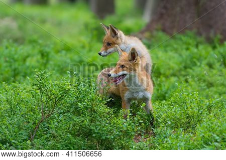 Red Fox. The Species Has A Long History Of Association With Humans.the Red Fox Is One Of The Most Im