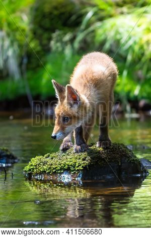 Red Fox. The Species Has A Long History Of Association With Humans.the Red Fox Is One Of The Most Im