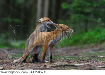 Red Fox. The Species Has A Long History Of Association With Humans.the Red Fox Is One Of The Most Im