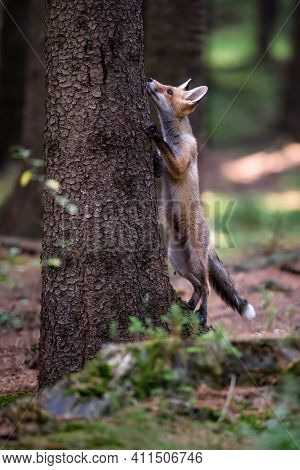 Red Fox. The Species Has A Long History Of Association With Humans.the Red Fox Is One Of The Most Im