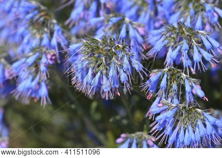 Balkan Endemic Blue Flower - Latin Name - Moltkia Petraea