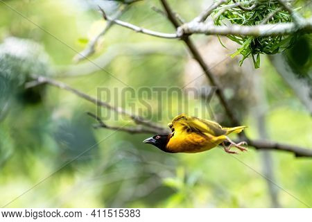 Male black-headed weaver bird takes flight from his nest. Space for text.