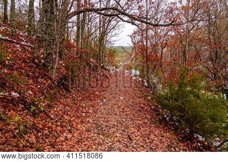 Autumn Landscape With Snow, Path Of Fallen Leaves From Trees And Snowy Mountains. Tejera Negra Park.
