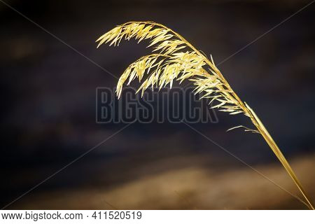 Small And Delicate Grass In The Countryside With Direct Sun On A Blurred Dark Background. Spain.
