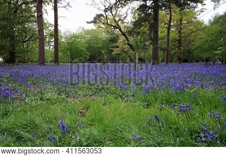 Spring Woodland With Bluebell, Hyacinthoides Non Scripta, Flowers Ground Cover With Large Broadleaf 