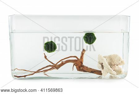 Moss Balls In Aquarius Isolated On White Background