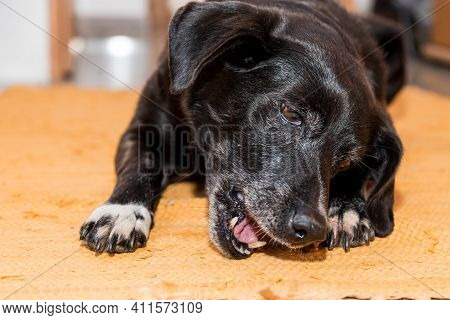Black Dog Chewing On His Dog Bone - Close Up Dental Care