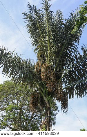 Arenga Pinnata, Arenga Saccharifera Is An Economically Important Feather Palm Native To Tropical Asi