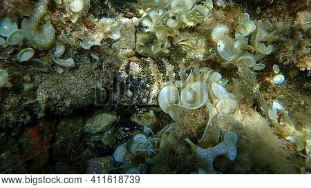 Very Big Tompot Blenny (parablennius Gattorugine) Undersea, Mediterranean Sea, Cape Of Antibes, Fran