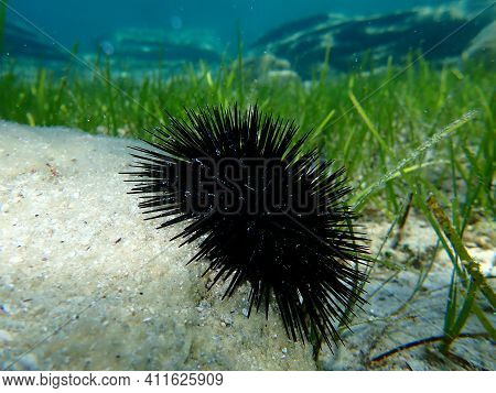Black Sea Urchin (arbacia Lixula) Undersea, Aegean Sea, Greece, Halkidiki