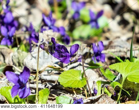 Early Spring Dark Purple Flowers Sweet Violet Or Wood Violet On The Edge Of The Forest In Clearing B