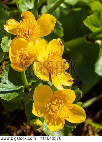 Group Of Beautiful Yellow Flowers Marsh-marigold In Bright Sunlight