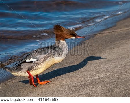 Female Of Goosander (common Merganser) Standing On The Concrete Shore Of The River Dam With Its Cres