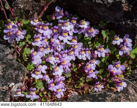 Kenilworth Ivy (cymbalaria Muralis) Little Filler Plant With Tiny Lilac-blue Snapdragon-like Flowers